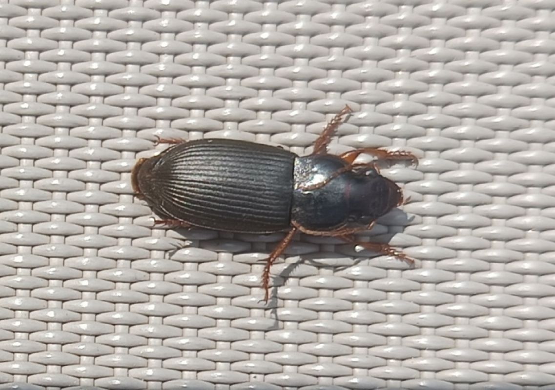 Pseudoophonus rufipes  - Yohann Brouillard