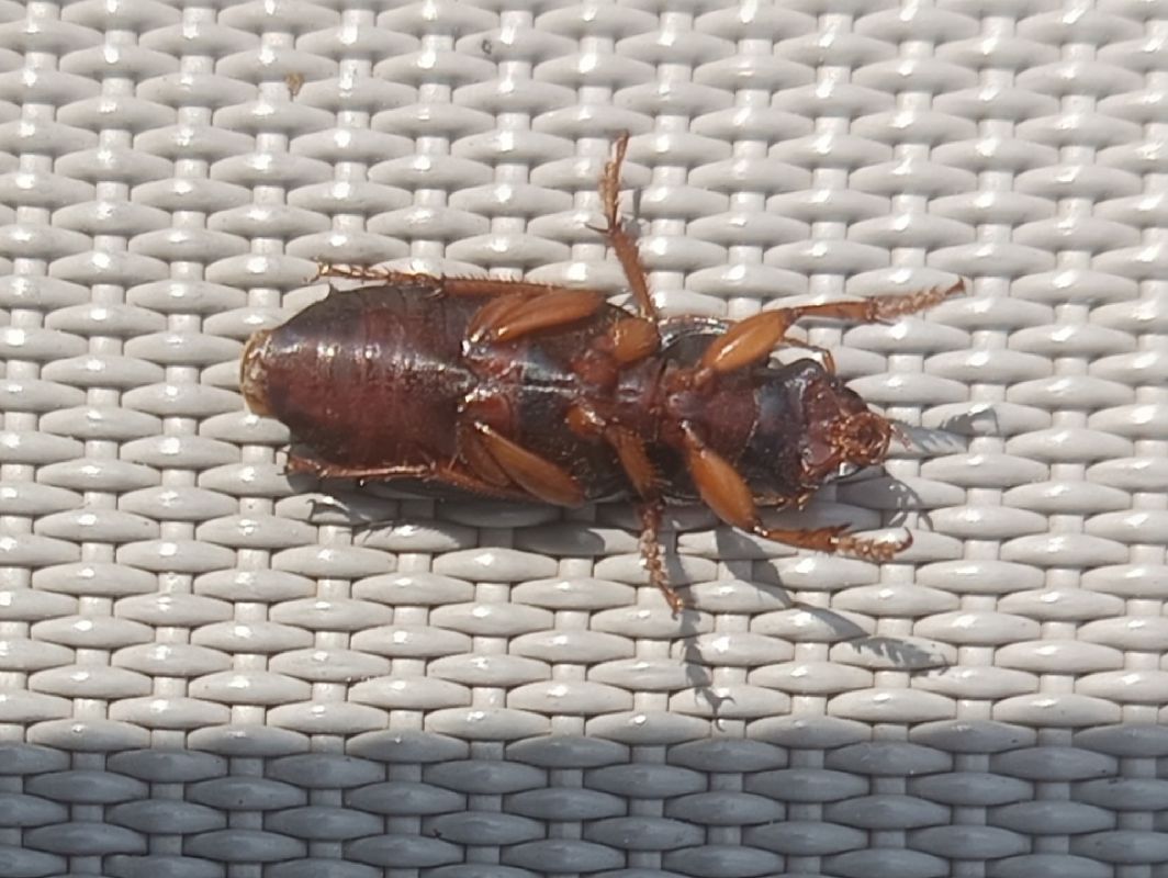 Pseudoophonus rufipes  - Yohann Brouillard
