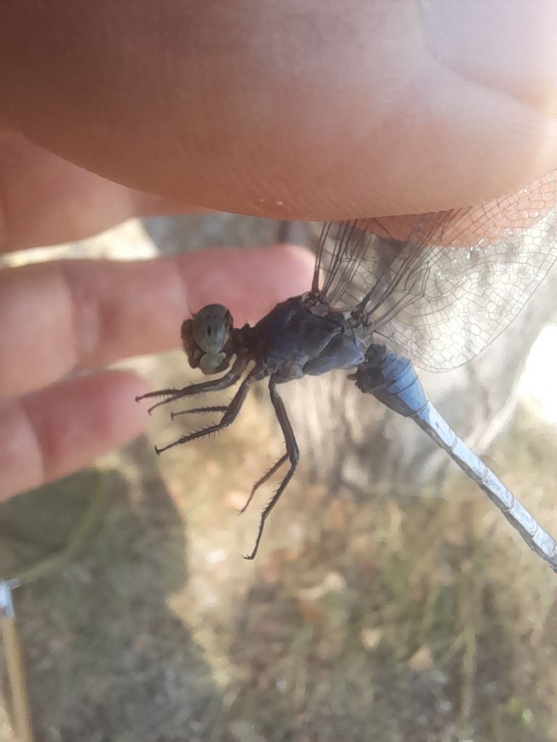 Orthetrum coerulescens  - Radames Bionda