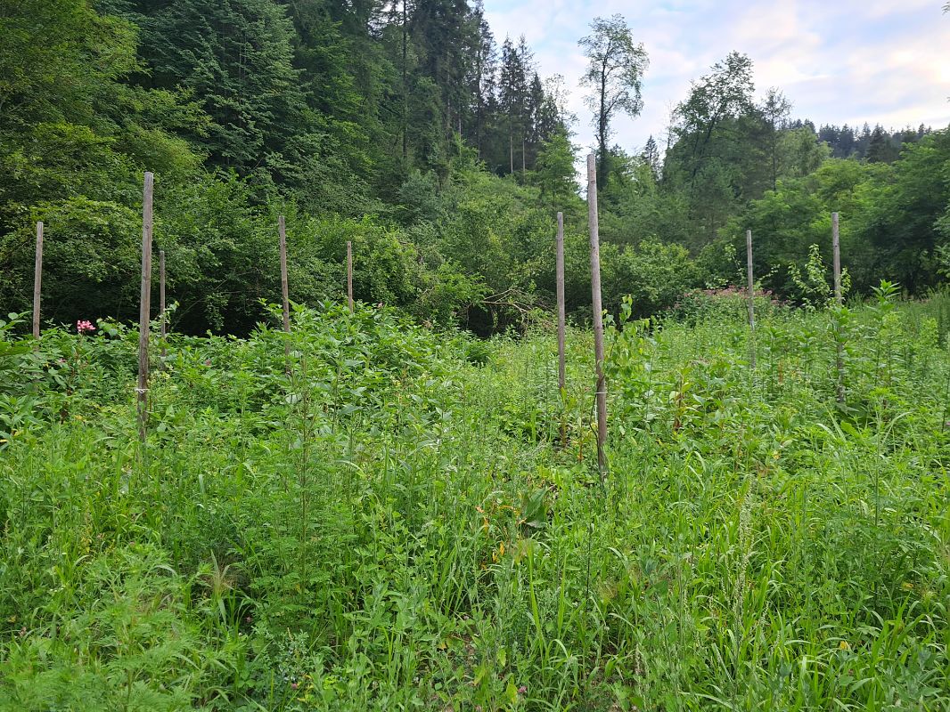Impatiens glandulifera  - Ilaria Antoniutti (FVG)