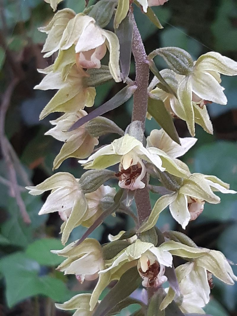 Epipactis purpurata  - Françoise Peyrissat