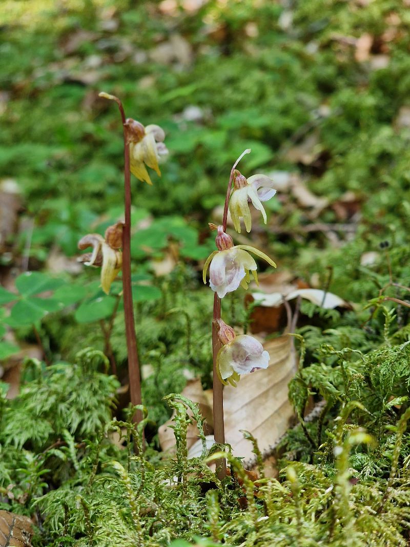 Epipogium aphyllum  - Diane Raibaut