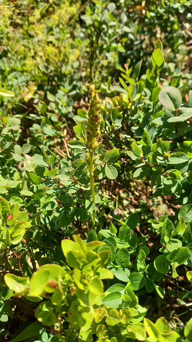 Pseudorchis albida  - Michel Wendling