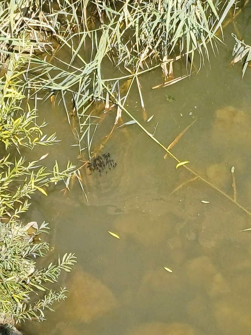 Pesce gatto  - Sara Stella (FVG)