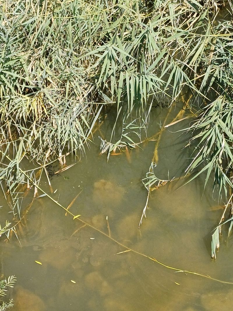 Pesce gatto  - Sara Stella (FVG)