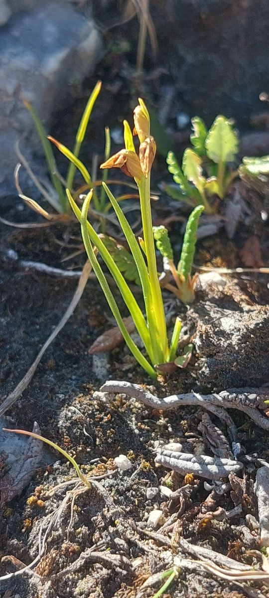 Chamorchis alpina  - Bernard Sonnerat