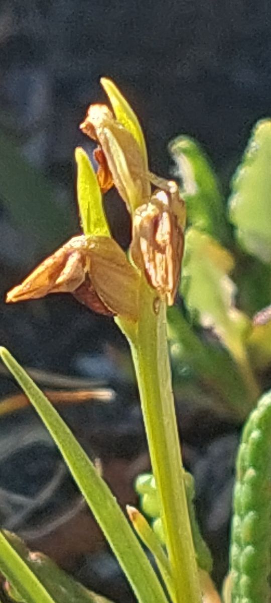 Chamorchis alpina  - Bernard Sonnerat