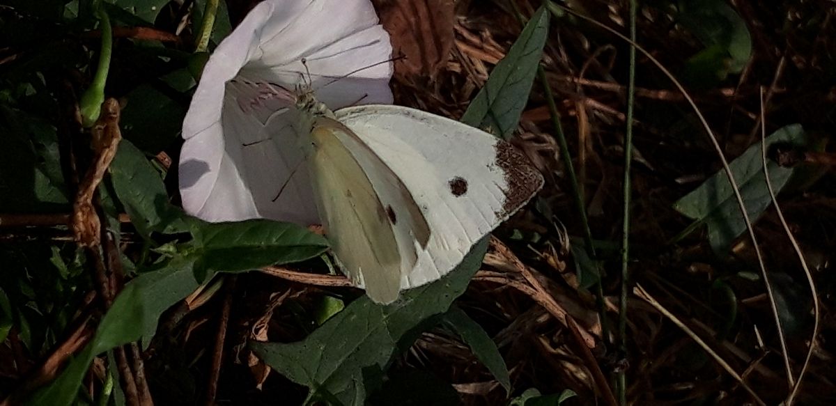 Pieris mannii  - Michele Cento