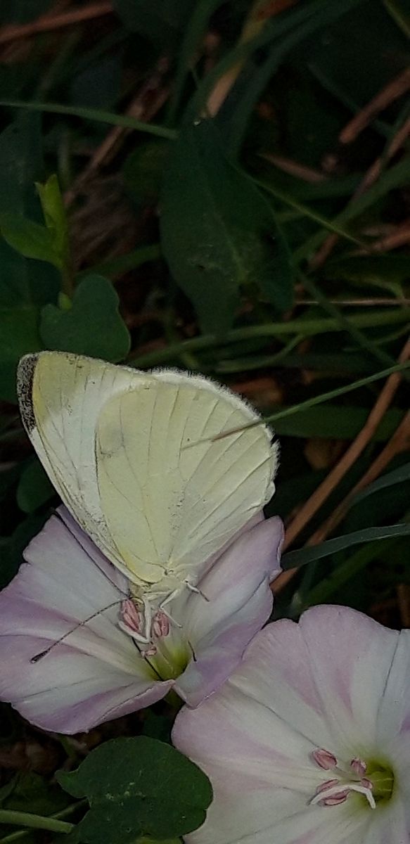 Pieris mannii  - Michele Cento