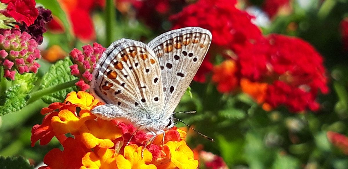 Polyommatus icarius # *  - Michele Cento