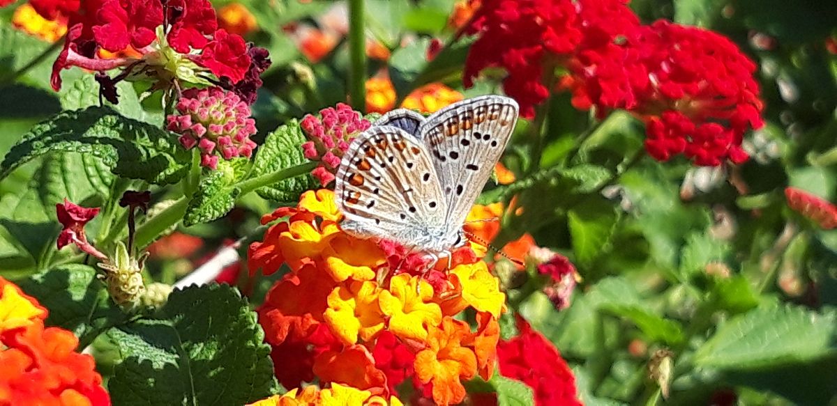 Polyommatus icarius # *  - Michele Cento