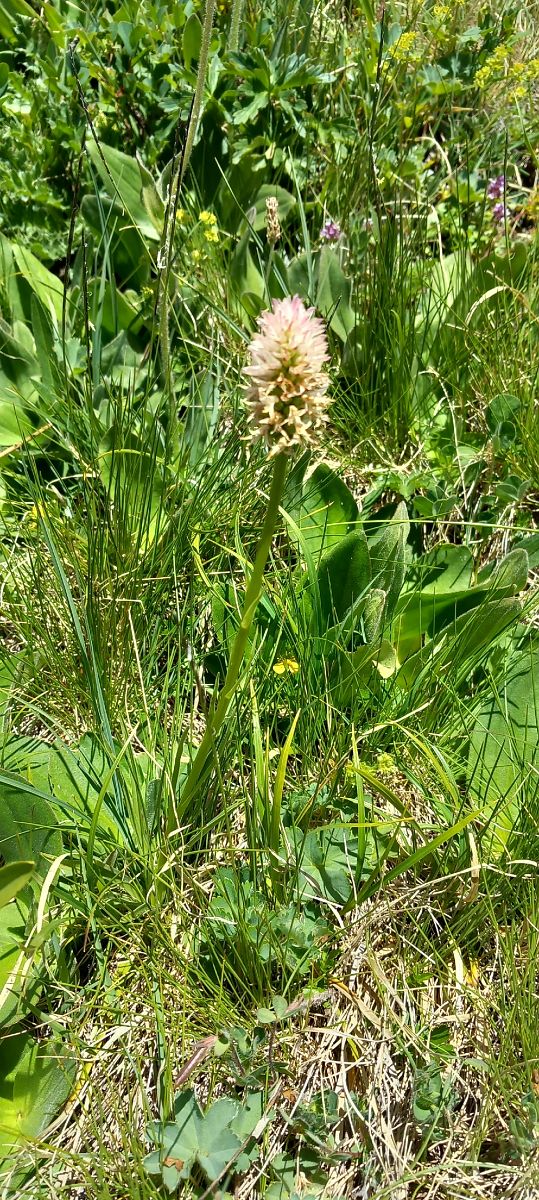 Gymnadenia corneliana f. vesubiana  - Gerard Chassan