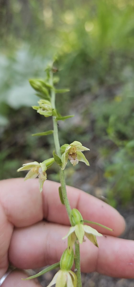 Epipactis muelleri  - Claire Perrachon