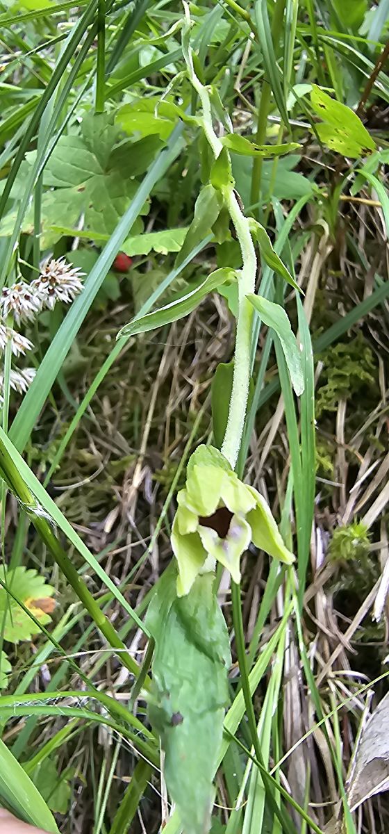 Epipactis leptochila  - Claire Perrachon