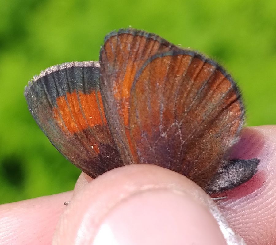 Erebia mnestra  - Battisti Andrea
