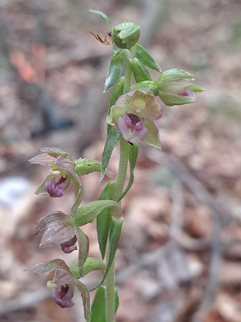 Epipactis helleborine  - Emmanuel Cosson