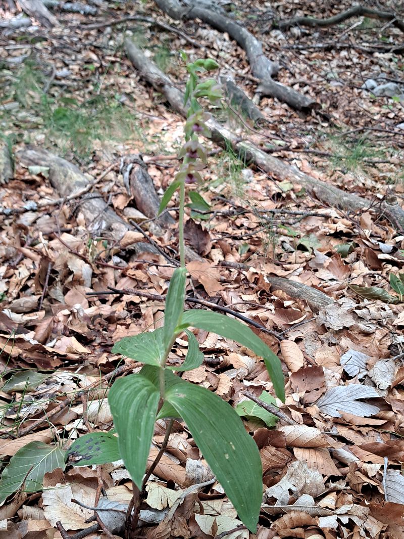 Epipactis helleborine  - Emmanuel Cosson