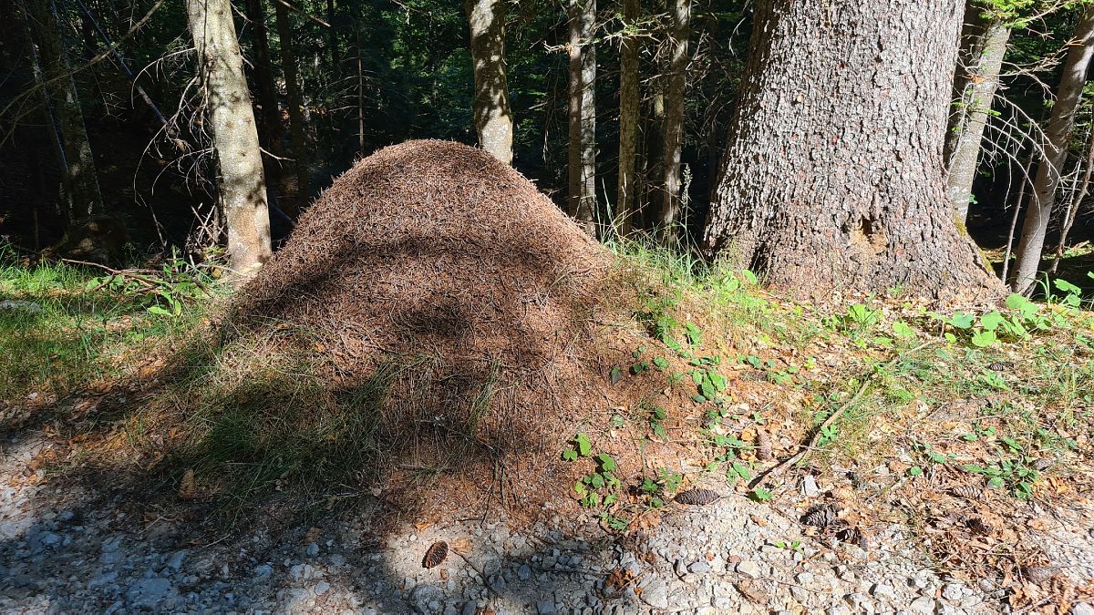 Formica rufa  - Fabrizio Florit (FVG)