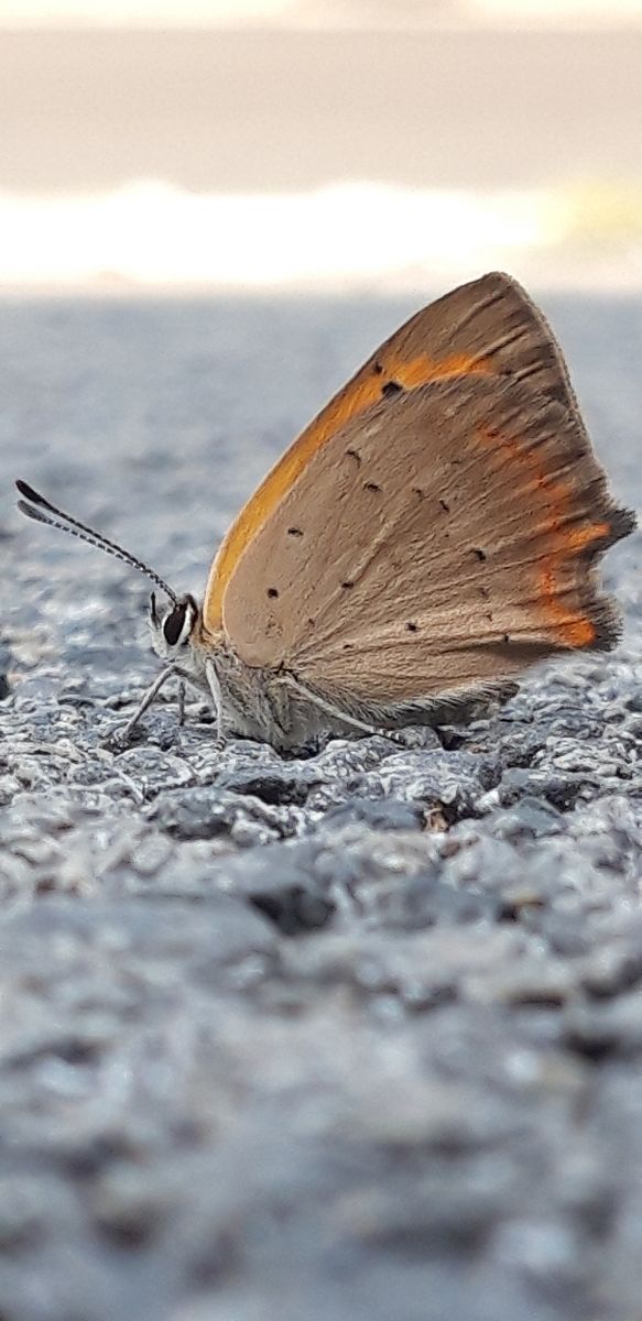 Lycaena phlaeas  - Michele Cento