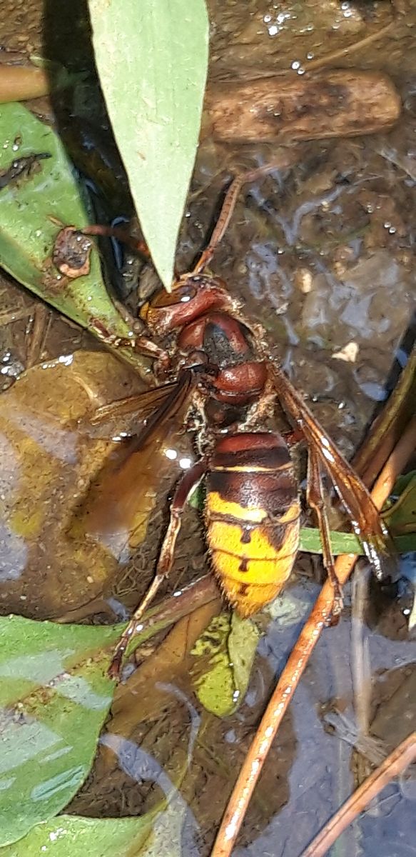 Vespa crabro  - Michele Cento