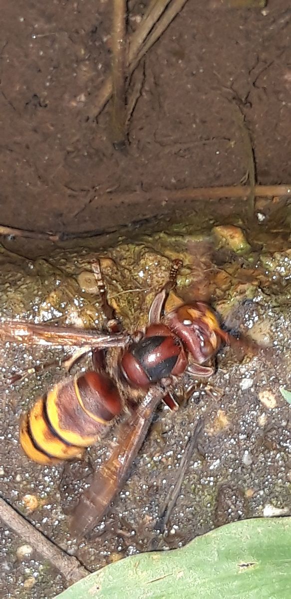 Vespa crabro  - Michele Cento