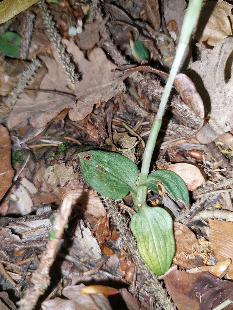 Goodyera repens  - Bernard Sonnerat
