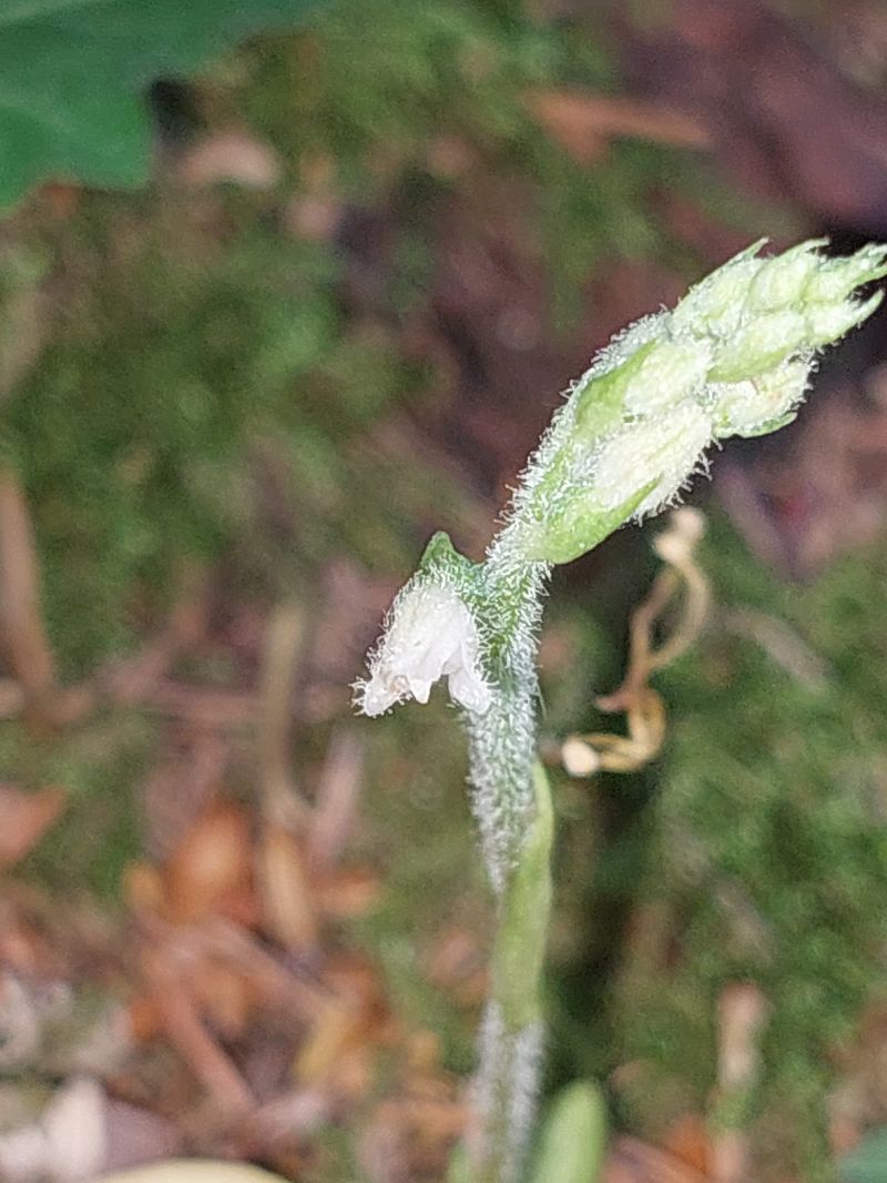 Goodyera repens  - Bernard Sonnerat