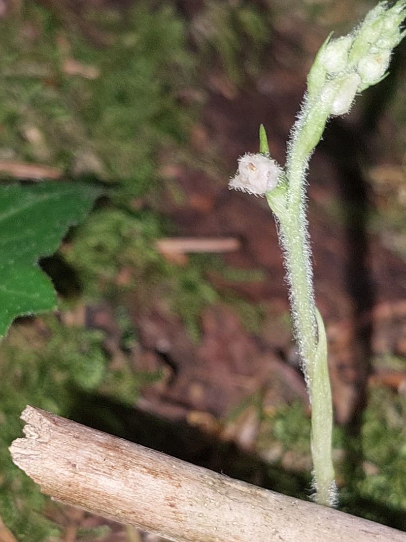 Goodyera repens  - Bernard Sonnerat