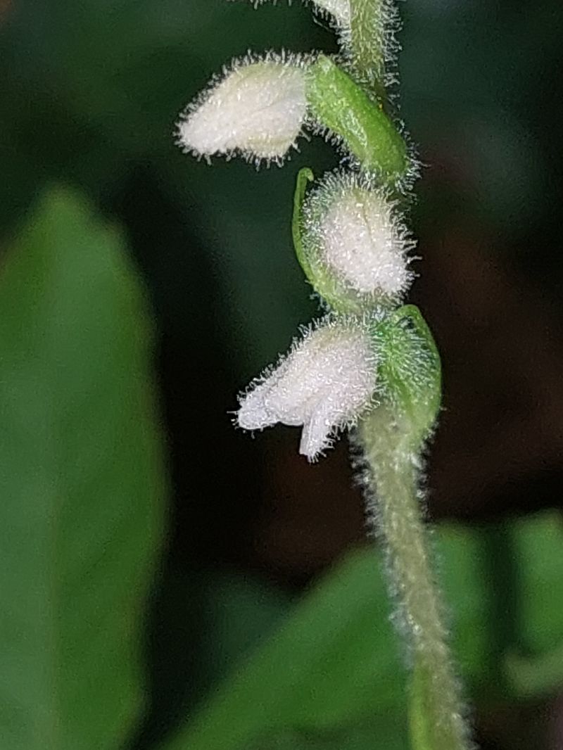 Goodyera repens  - Bernard Sonnerat