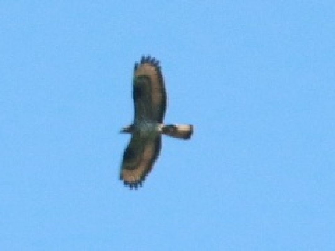 Falco pecchiaiolo  - Stefano Sava