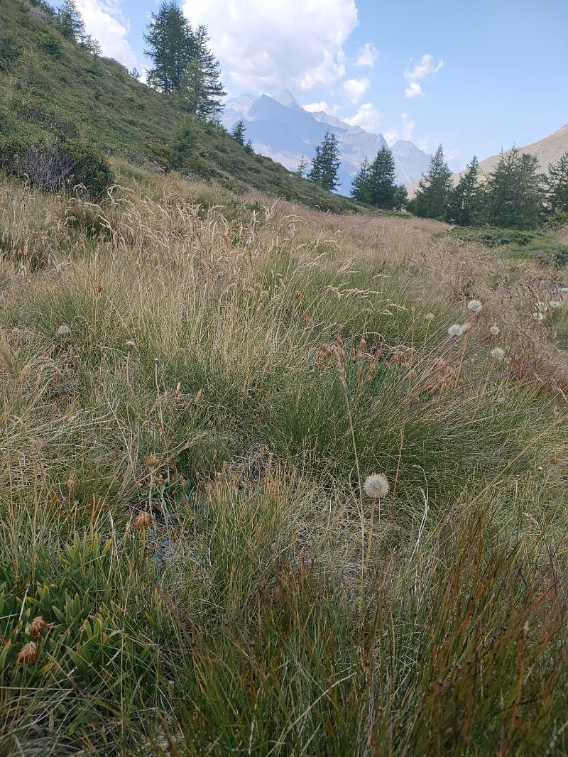 Anonconotus pusillus  - Daniele Baroni