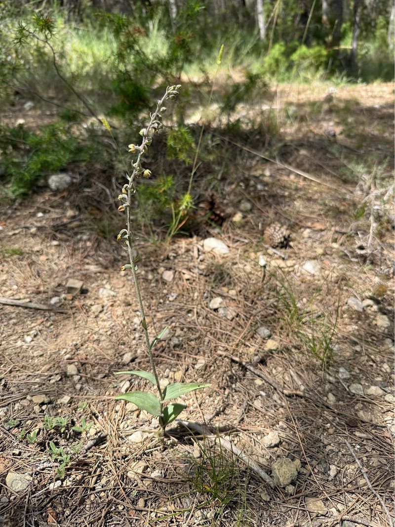 Epipactis kleinii  - Pep Sole