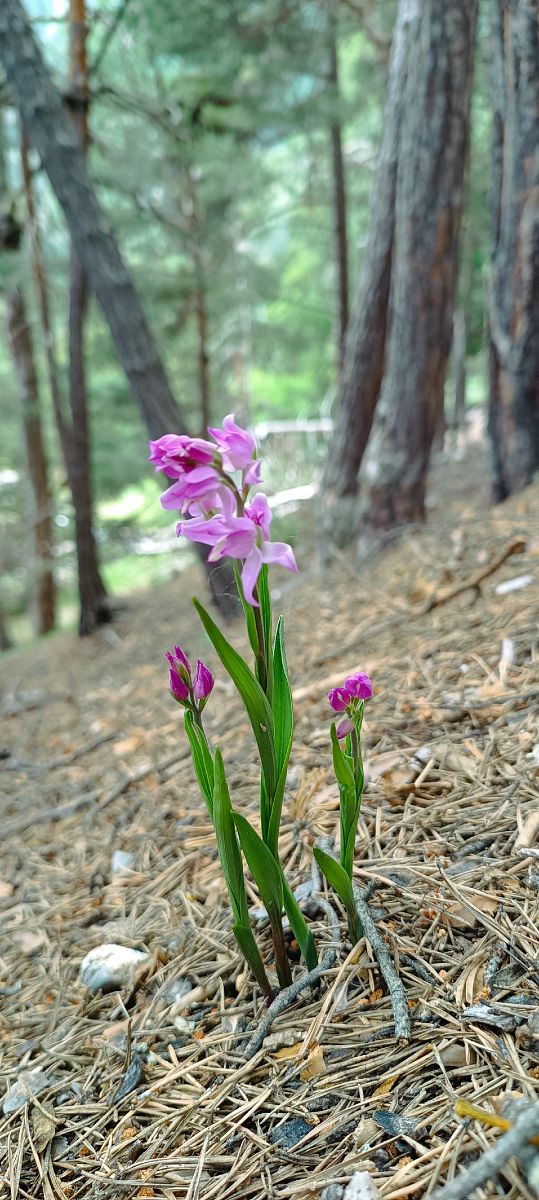 Cephalanthera rubra  - Sebastien Merle
