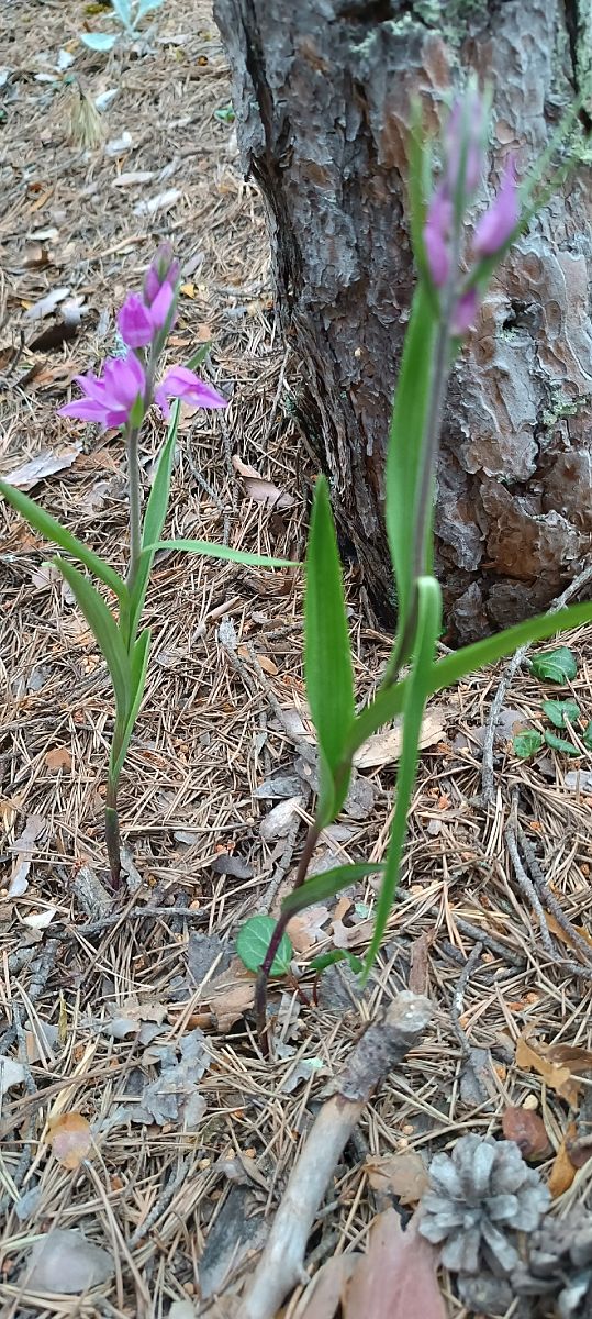 Cephalanthera rubra  - Sebastien Merle