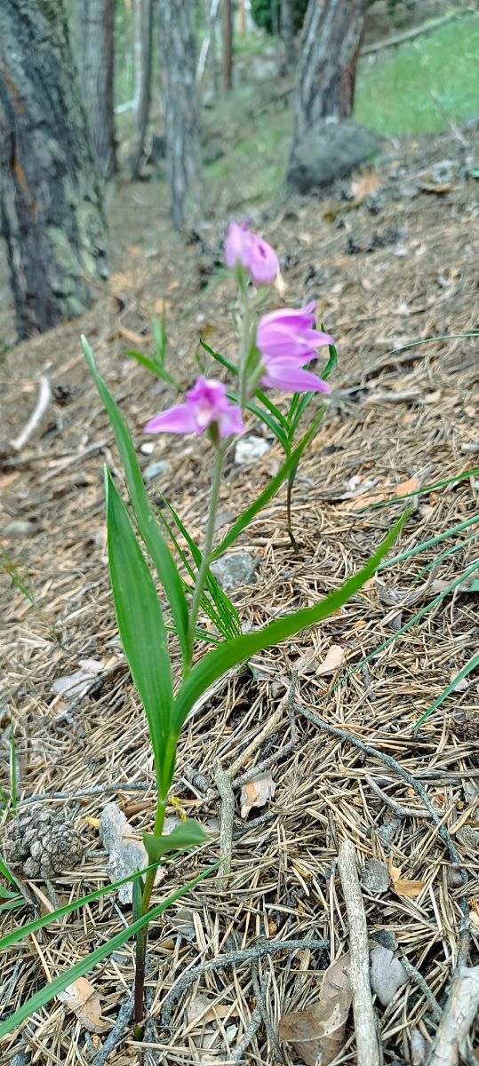 Cephalanthera rubra  - Sebastien Merle