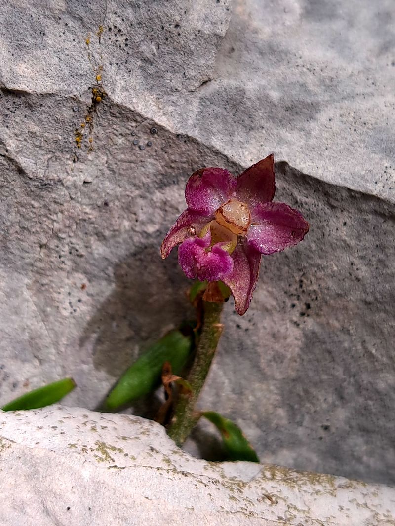 Epipactis atrorubens  - Emmanuel Cosson