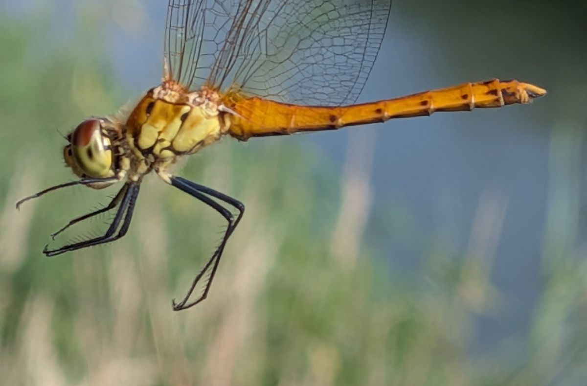 Sympetrum depressiusculum  - Andrea Verdelli