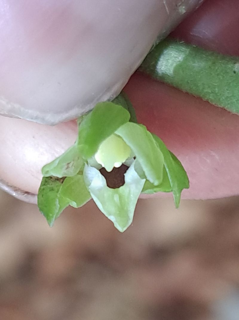 Epipactis leptochila  - Emmanuel Cosson