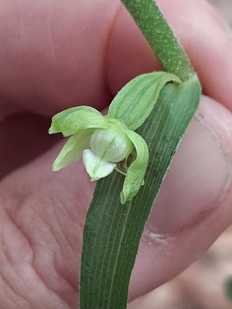 Epipactis leptochila  - Emmanuel Cosson