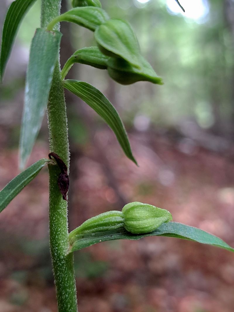 Epipactis leptochila  - Emmanuel Cosson