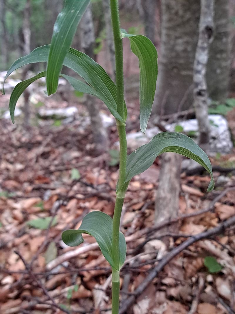 Epipactis leptochila  - Emmanuel Cosson
