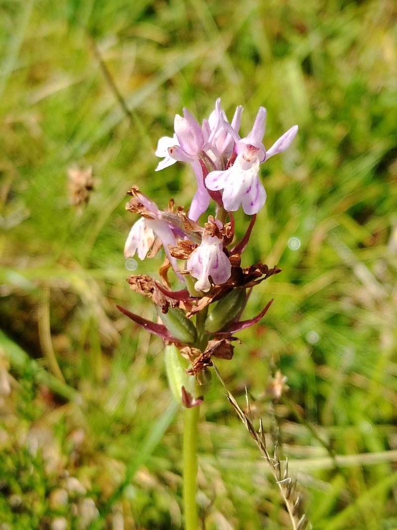 Ophrys sp.  - Éric Le Roy
