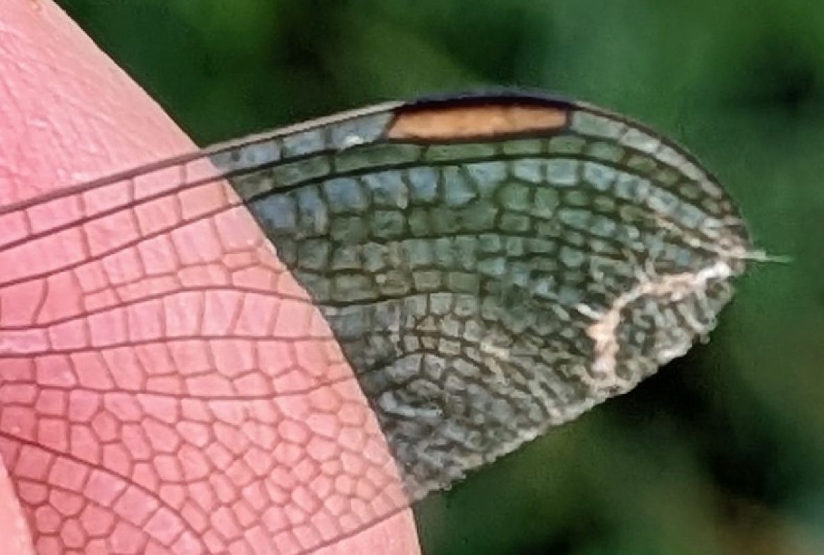 Orthetrum brunneum  - Andrea Verdelli