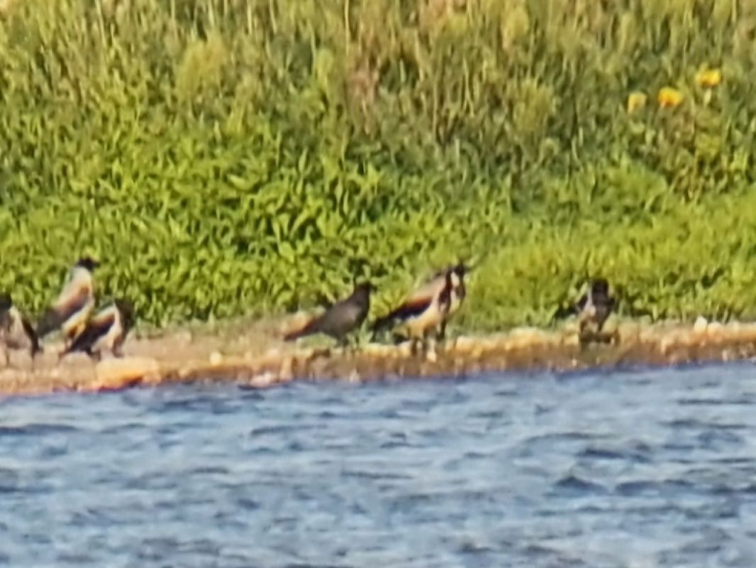 wrona (czarnowron, ssp. corone)  - Rafał Walczybok