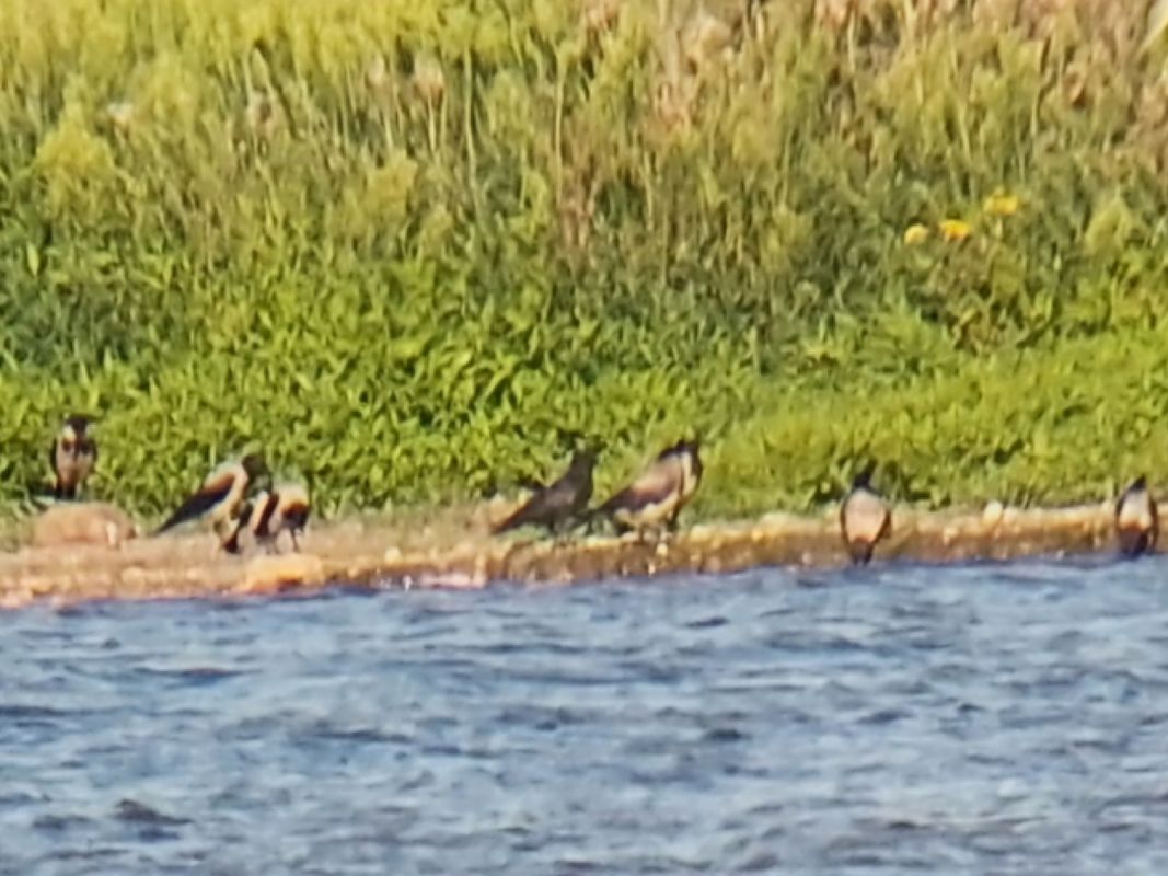 wrona (czarnowron, ssp. corone)  - Rafał Walczybok