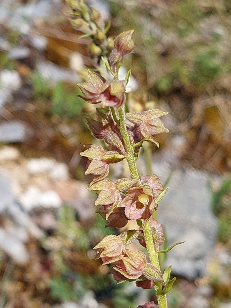 Epipactis atrorubens  - Bernard Sonnerat