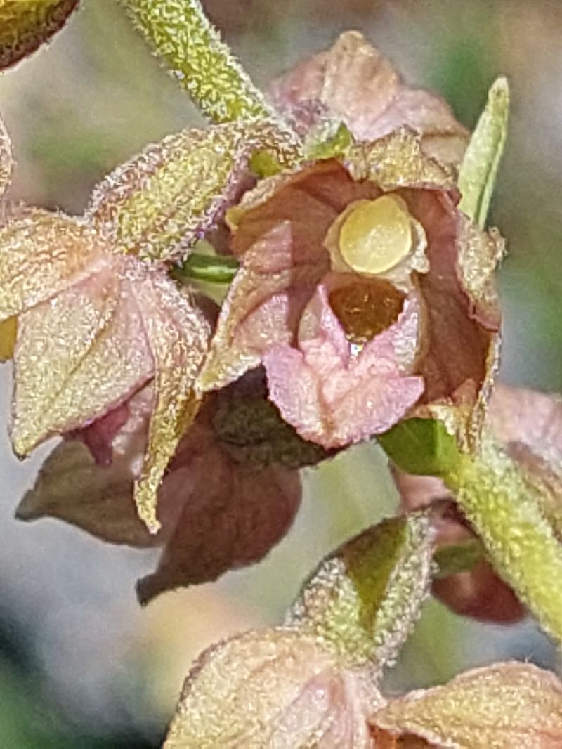 Epipactis atrorubens  - Bernard Sonnerat