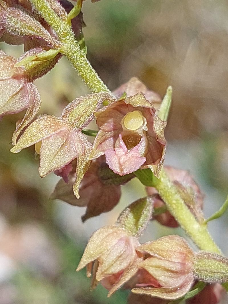 Epipactis atrorubens  - Bernard Sonnerat