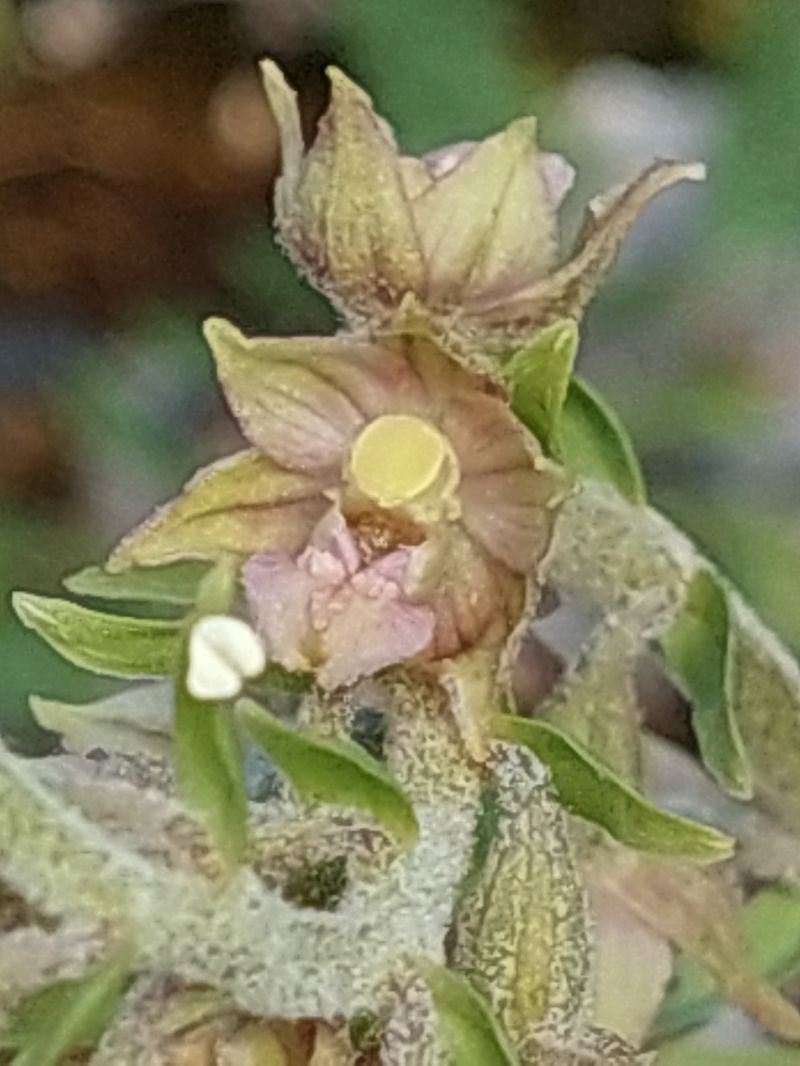 Epipactis atrorubens  - Bernard Sonnerat