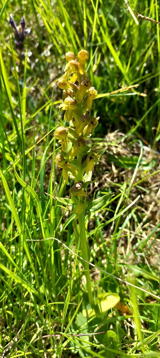 Dactylorhiza viridis  - Gerard Chassan
